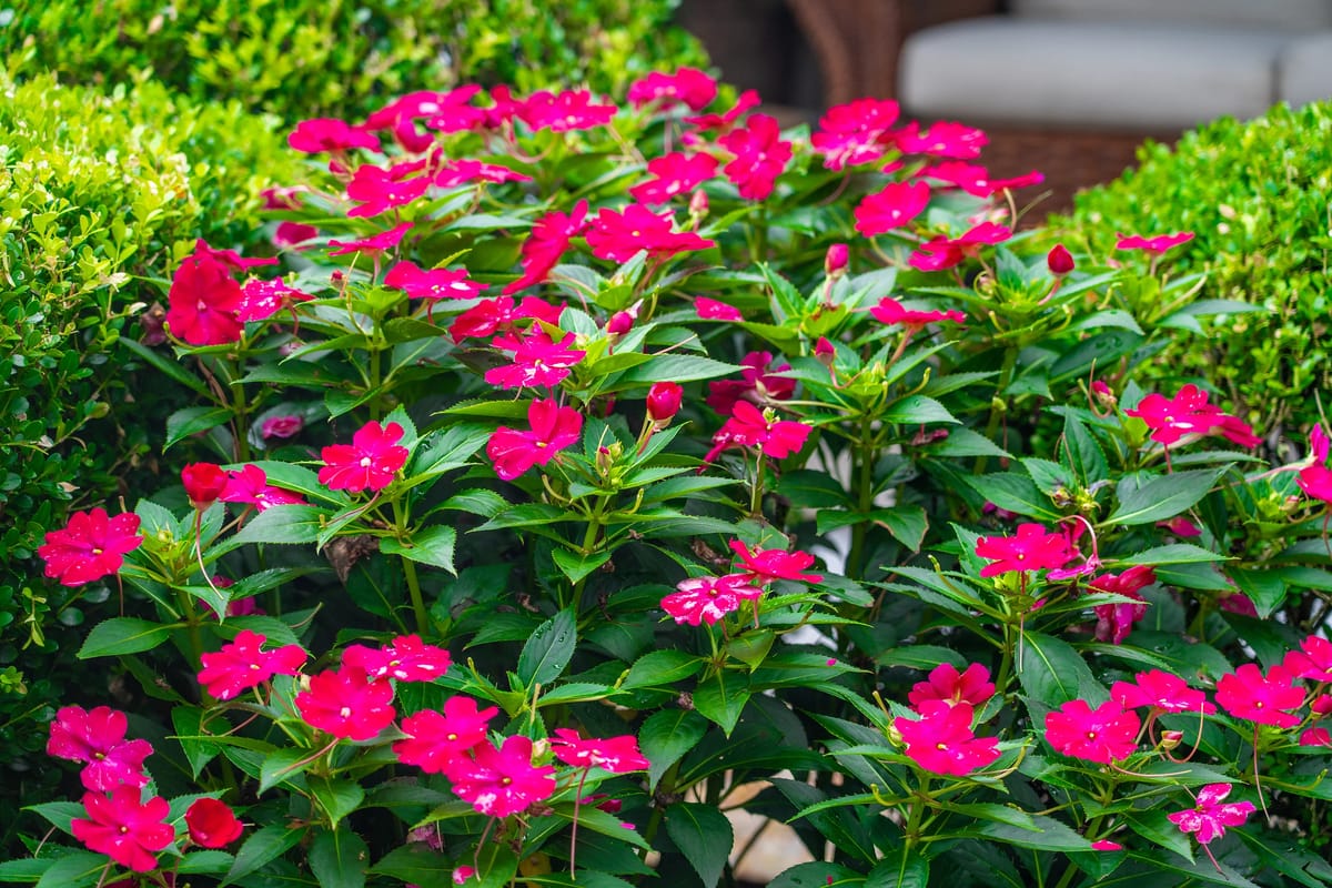 Garden area with dense green foliage and vibrant pink flowers.