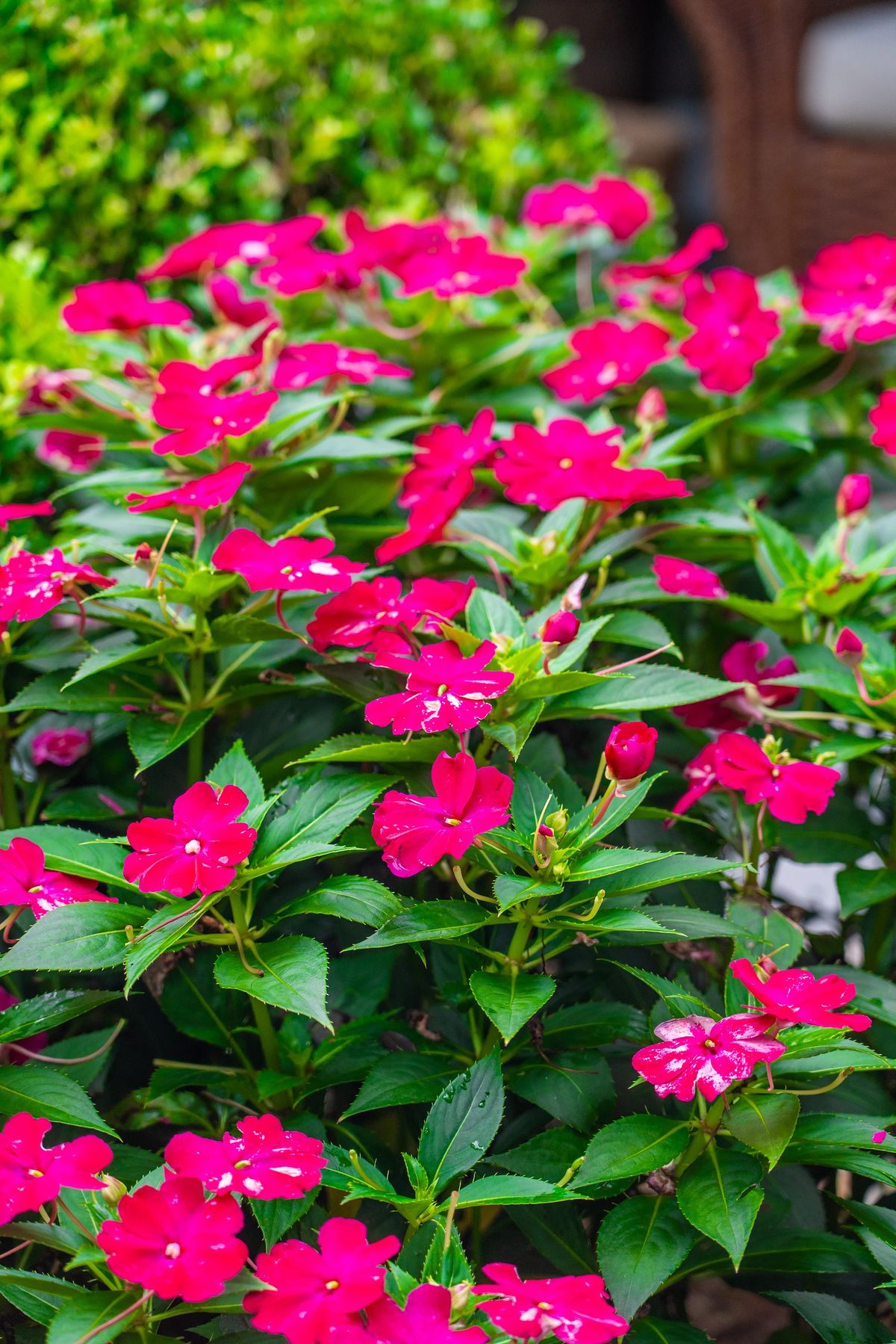 Garden with bright pink flowers surrounded by green foliage.