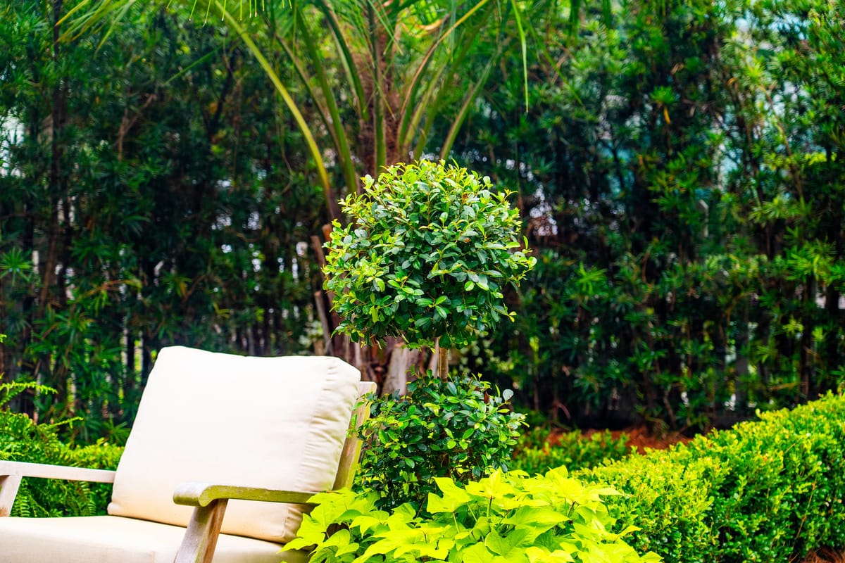 Garden area with a wooden chair, light cushion, and surrounding topiary plants and foliage.
