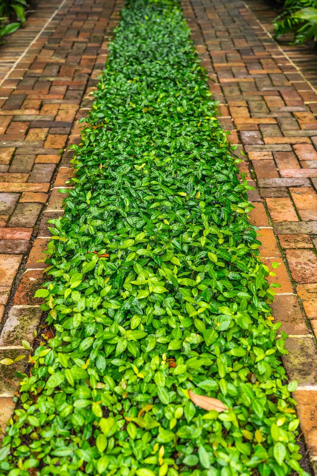 Garden path with brick layout and lush greenery along the center.