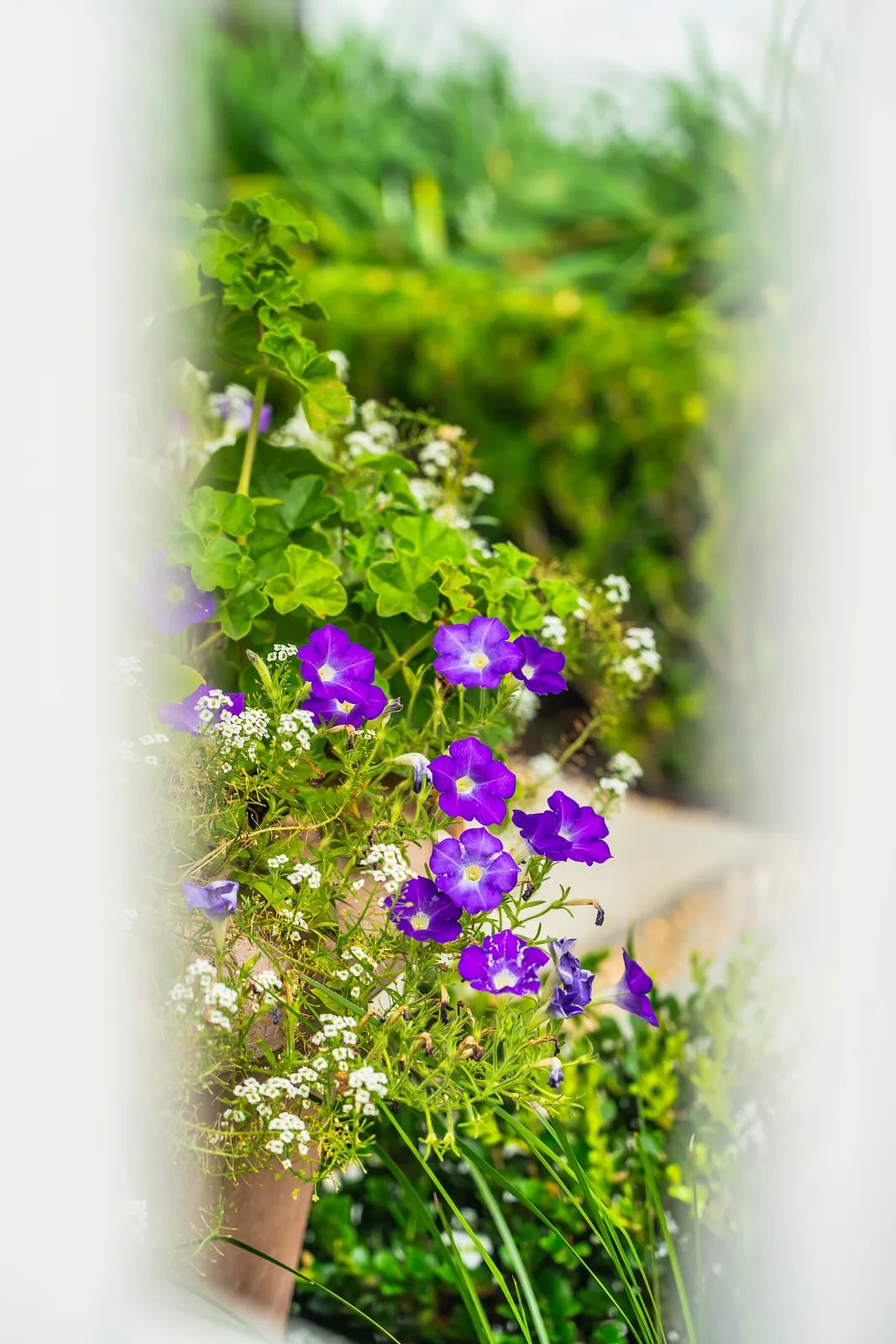 Garden scene with blooming purple petunias, green ivy, and small white flowers among lush foliage.
