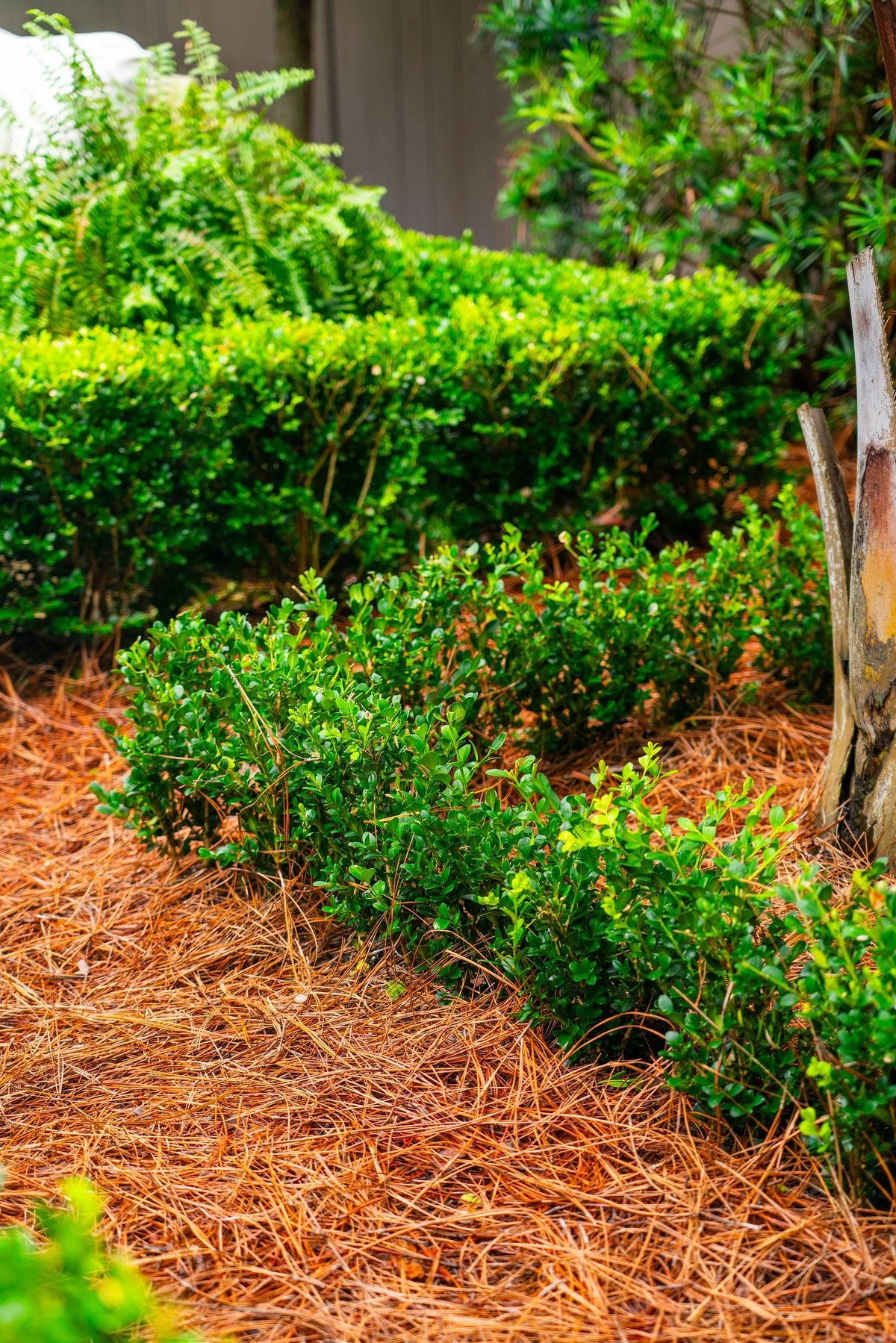 Garden with green shrubs arranged over pine needles.