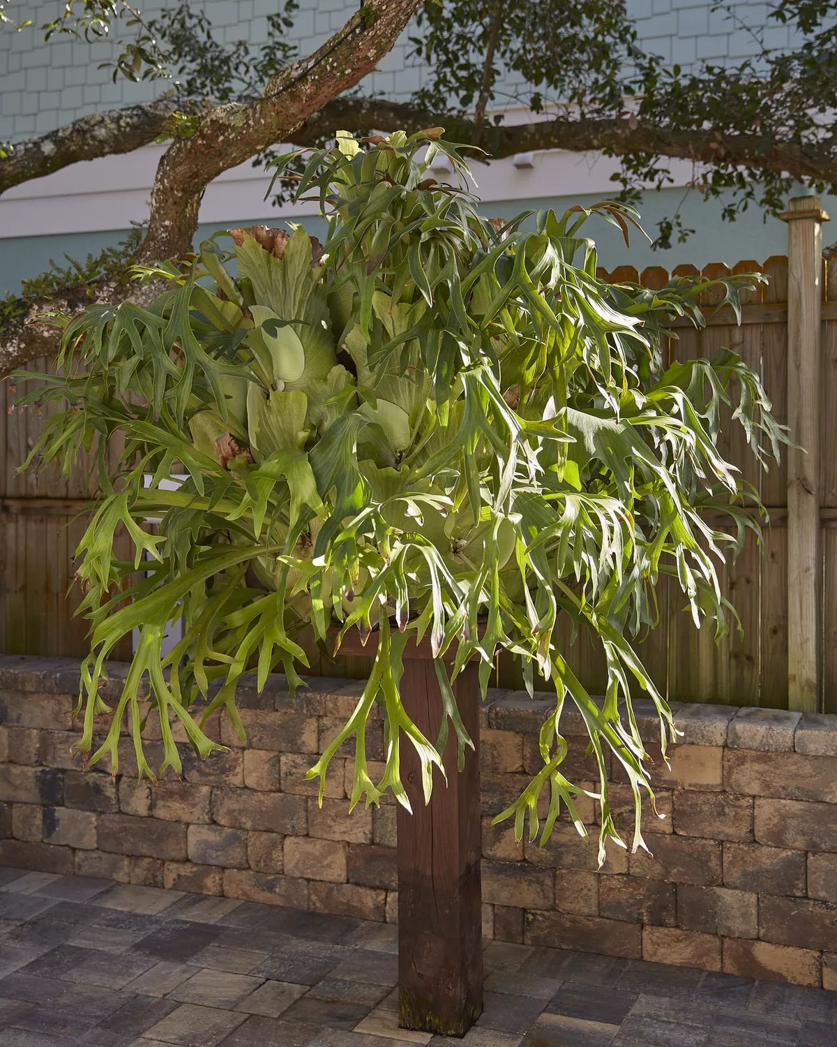 Island Tree House Image 10
