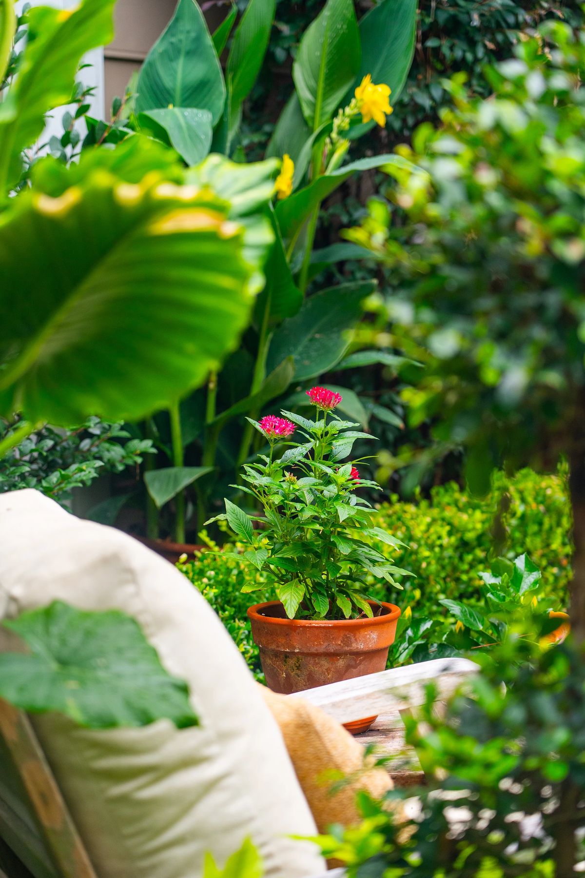 Garden area with cream chair, potted pink flowers, and lush green foliage with yellow blooms.