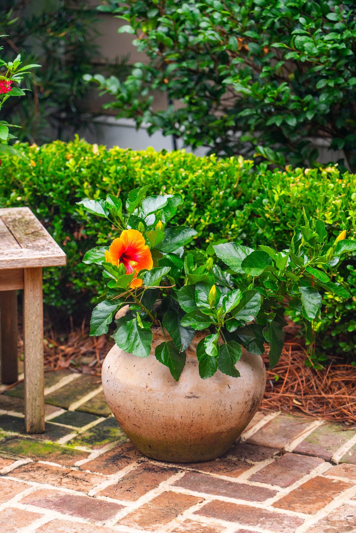 Garden with round stone planter, hibiscus plant, wooden table, and paved brick ground.