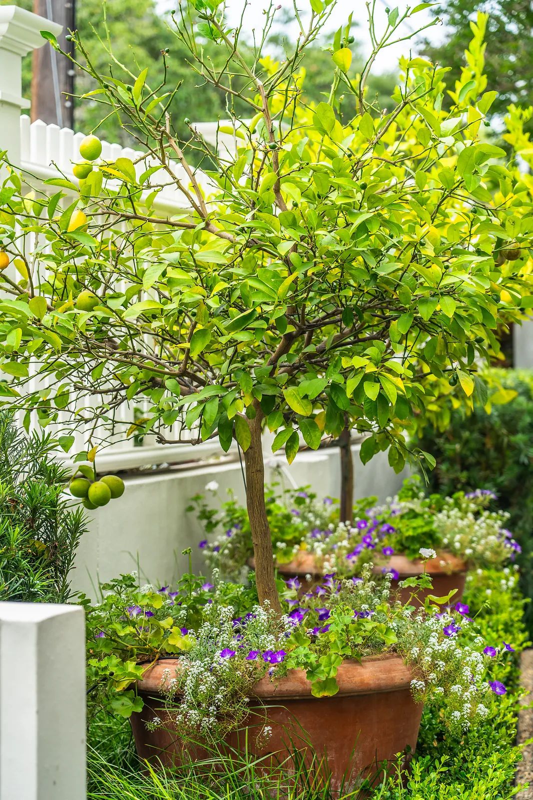 Garden with potted lemon trees, flowering plants, and greenery along a white fence.