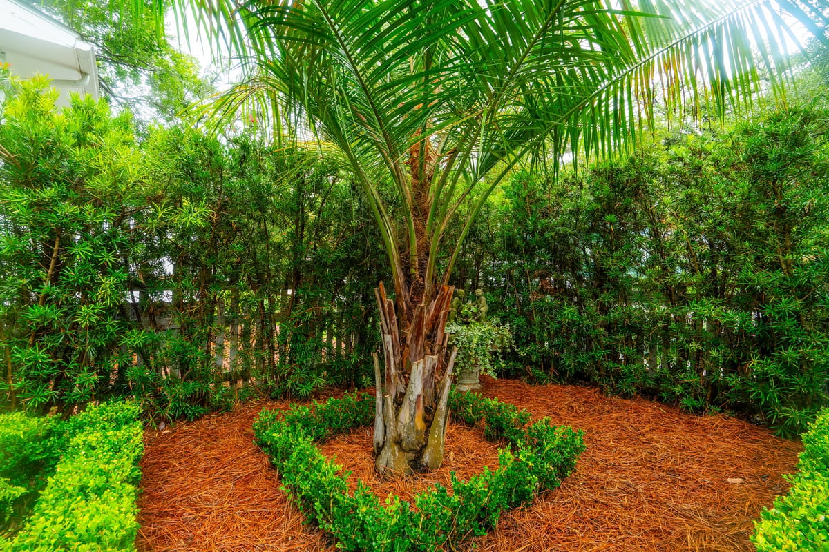 Garden with palm tree, decorative shrubs, and pine straw mulch.
