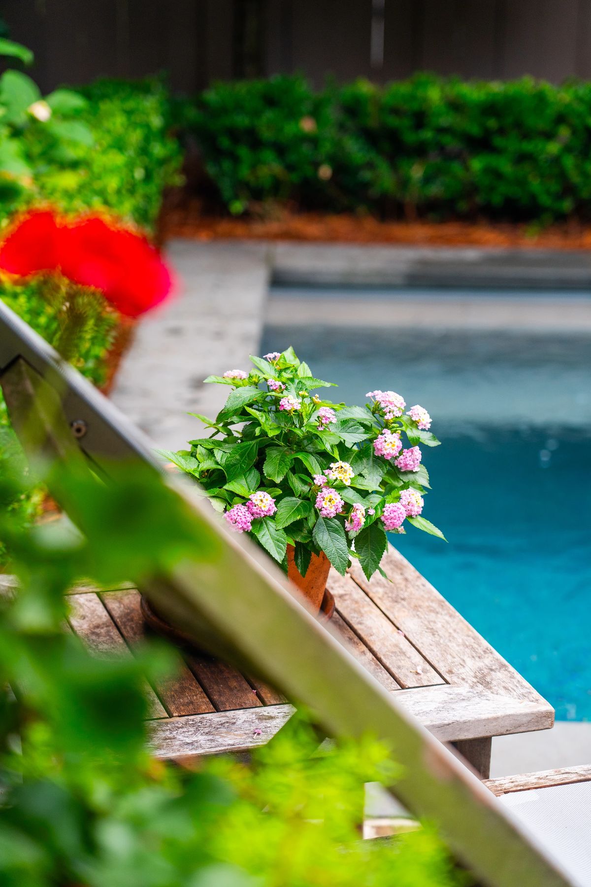 Garden with wooden bench, potted plant, swimming pool, green bushes, and red flowers.