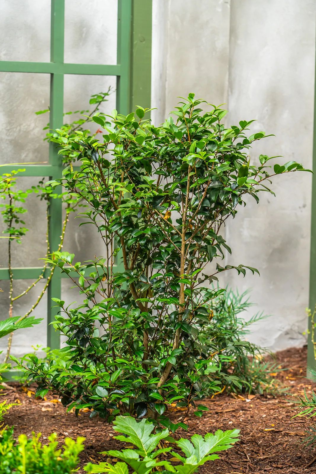 Garden area with green plants, bush, wooden trellis, and textured wall.