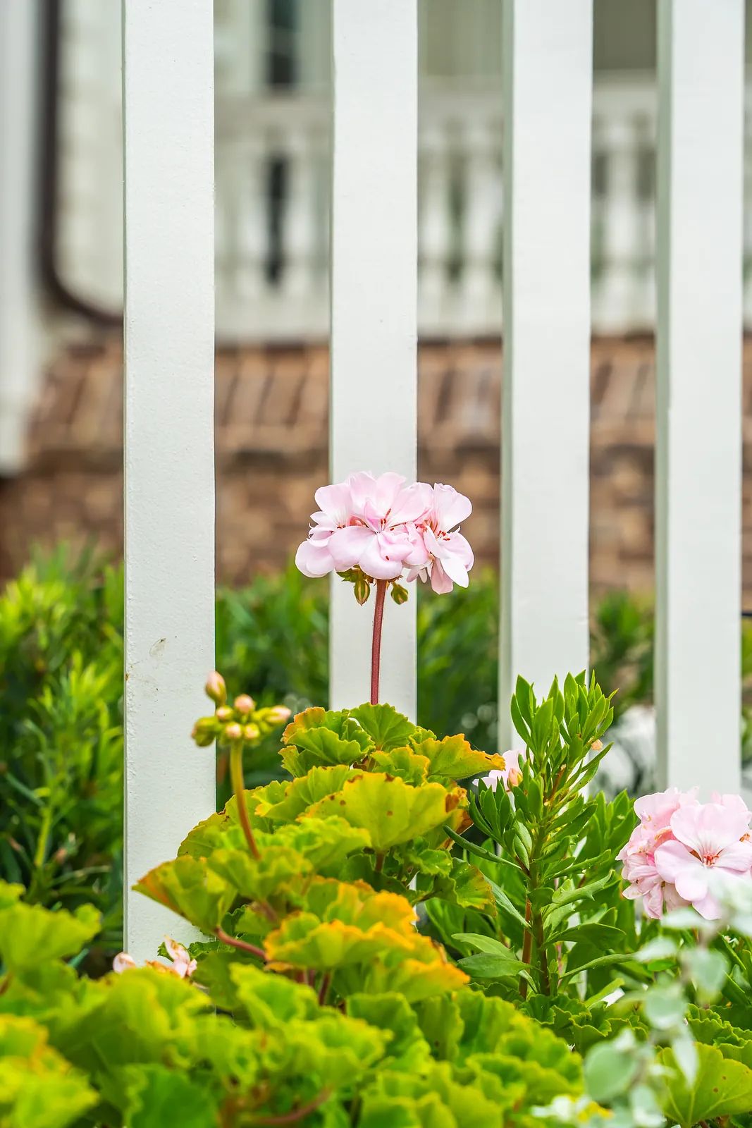 Garden with pink geraniums and green plants surrounded by a white picket fence.