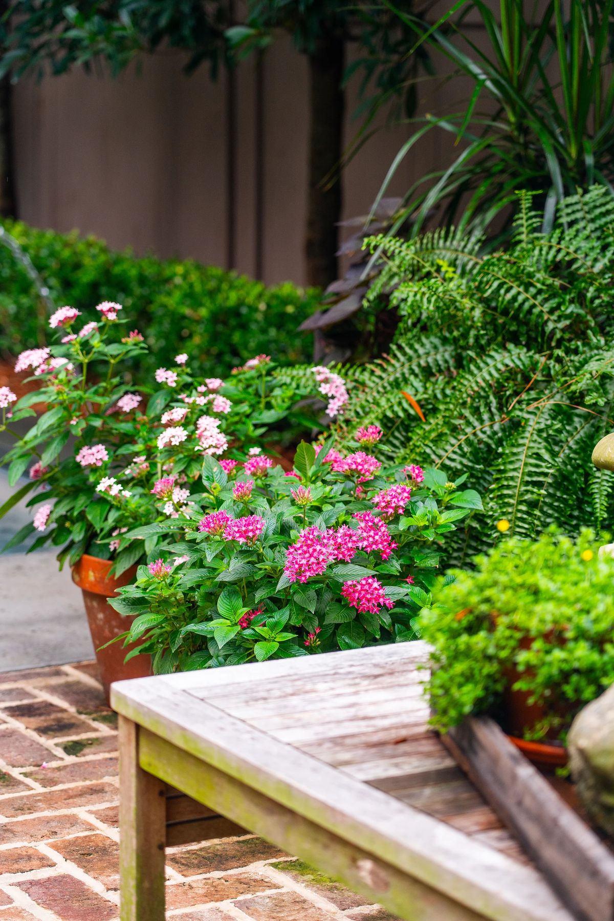 Garden with flowering plants in pots, greenery, ferns, and a wooden table on a brick walkway.