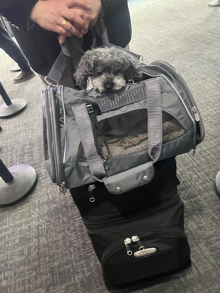 Dominique Toy Poodle Exrtraordinaire