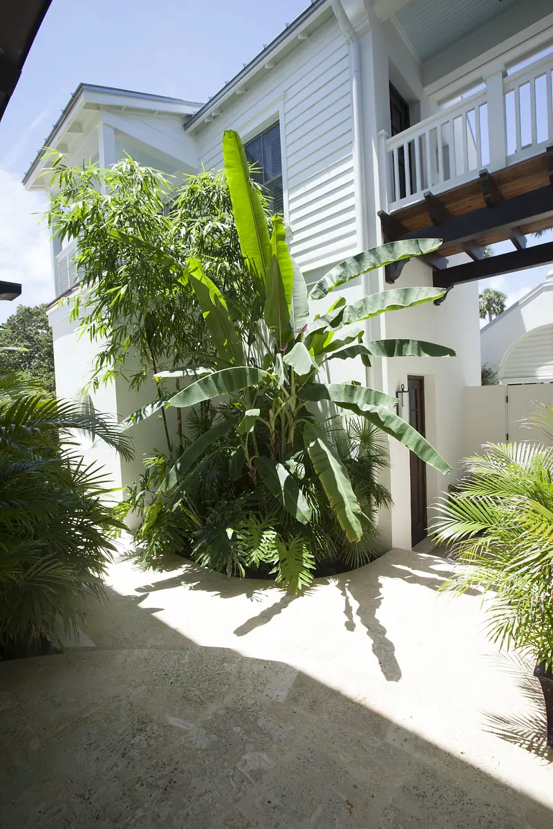 Garden area with tropical plants, light stone ground, and surrounding walls for seclusion.