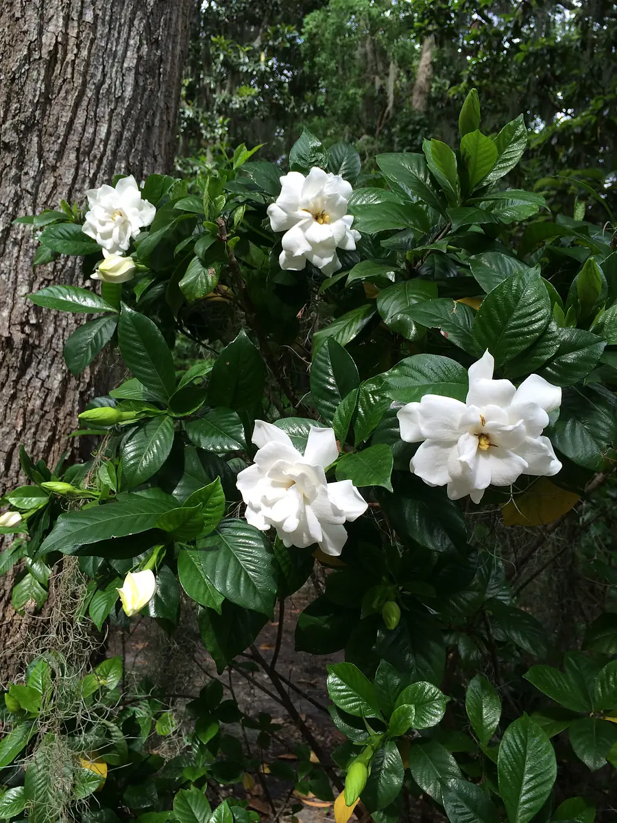 Garden with white gardenia flowers and dark green leaves surrounded by trees and foliage.
