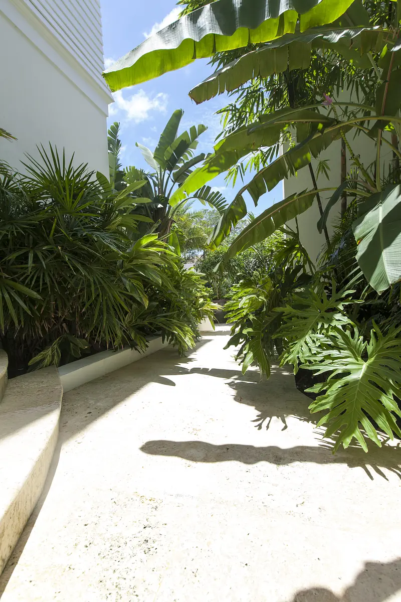 Garden pathway with tropical plants and light-colored stone, curving through the greenery