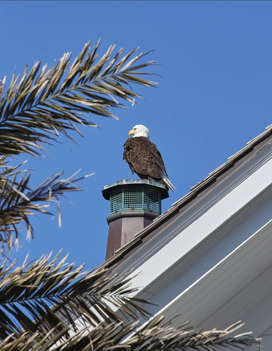 Eagle on chimney with palm tree in foreground and clear blue sky.
