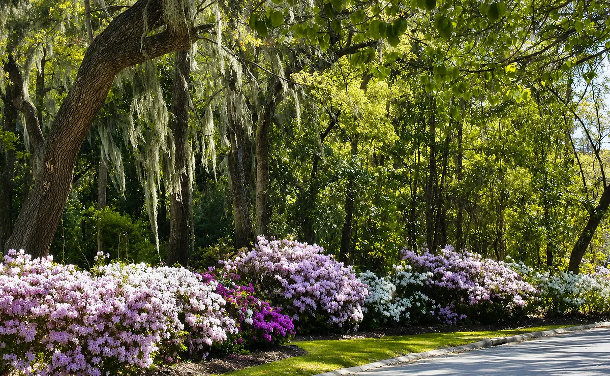 Garden with azalea bushes in pink and white, surrounded by trees and a paved pathway.