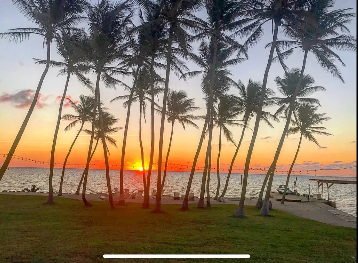 Garden with palm trees silhouetted against a sunset and a grassy area leading to water.