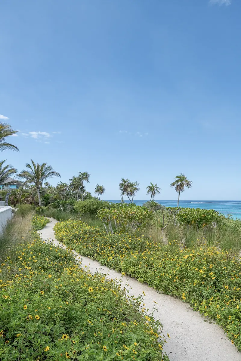 Garden path of sand surrounded by wildflowers and palm trees leading to the ocean under a clear blue sky