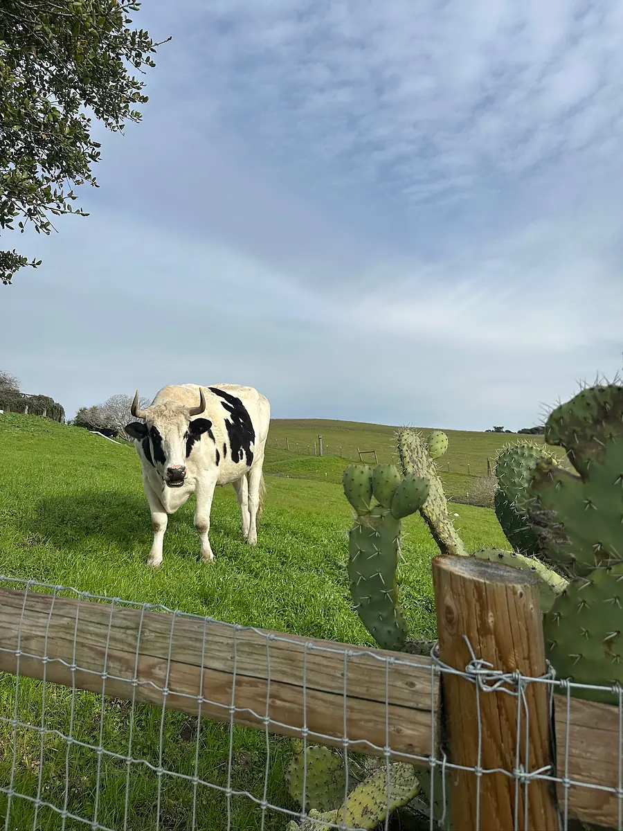 Outdoor scene with cow, grass, barbed wire fence, and cacti in the foreground under a cloudy sky.