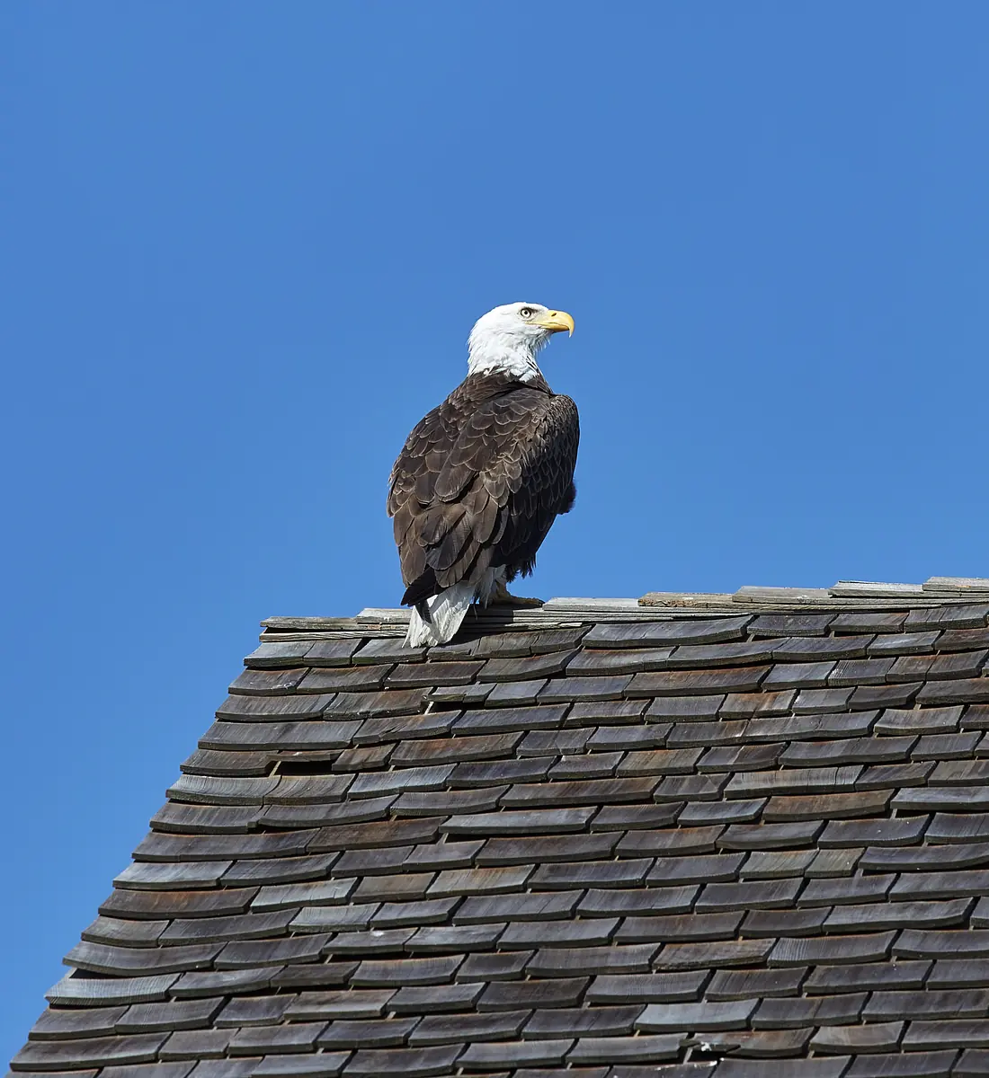 Eagle perched on a wooden shingle roof against a clear blue sky.
